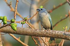 Sayaca Tanager